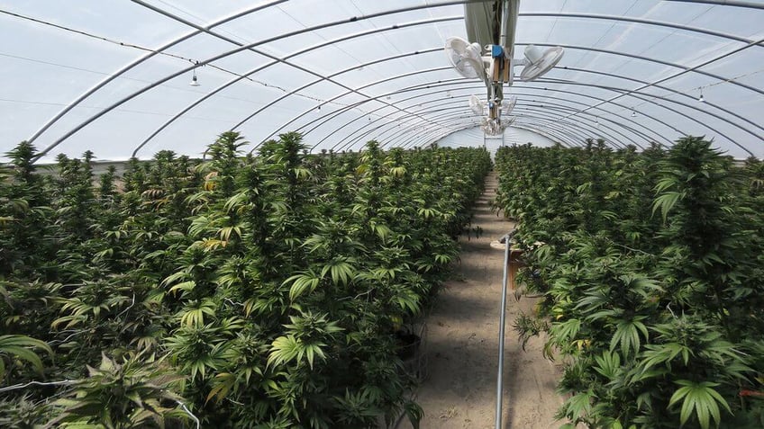 child abuse investigation leads to illegal grow bust