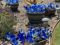 inwoners van guadalupe doen mee aan de campagne ter voorkoming van kindermisbruik door het planten van pinwheels