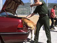 officers in texas apprehend smugglers find teens stuffed in trunk in 100 degree weather