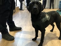tech dog spoort cruciaal bewijs op in zaak kindermisbruik in queensland