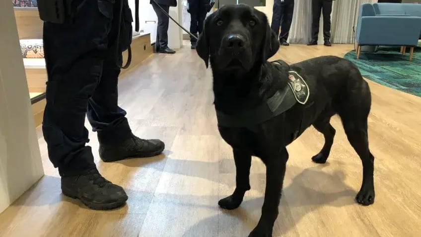 tech dog spoort cruciaal bewijs op in zaak kindermisbruik in queensland