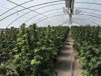 una investigacion sobre abusos a menores lleva a una redada de cultivo ilegal